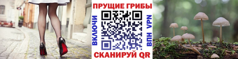 Галлюциногенные грибы Psilocybine cubensis  наркошоп  Очёр 